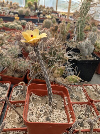 Pterocactus decipiens