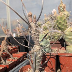 Tephrocactus articulatus (бутони)