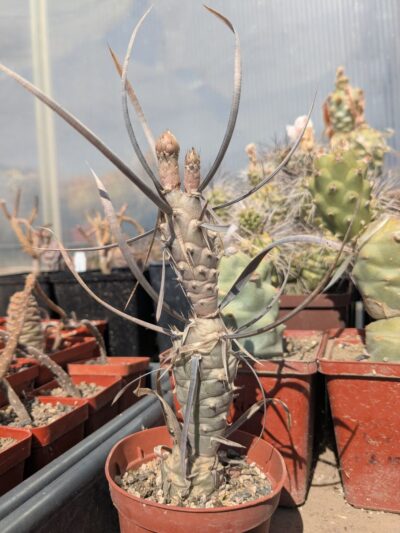 Tephrocactus articulatus (бутони)