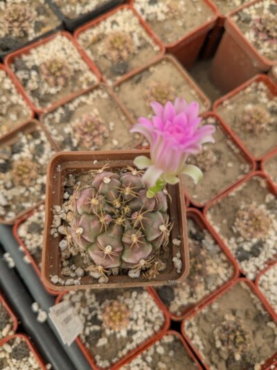 Gymnocalycium damsii v. rotundulum - Зображення 2