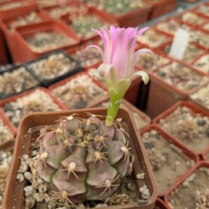 Gymnocalycium damsii v. rotundulum