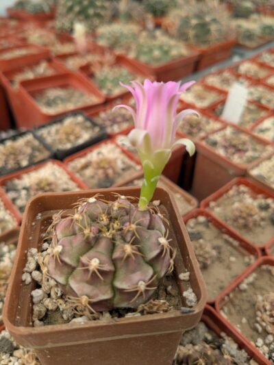 Gymnocalycium damsii v. rotundulum