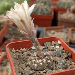 Gymnocalycium ragonesei