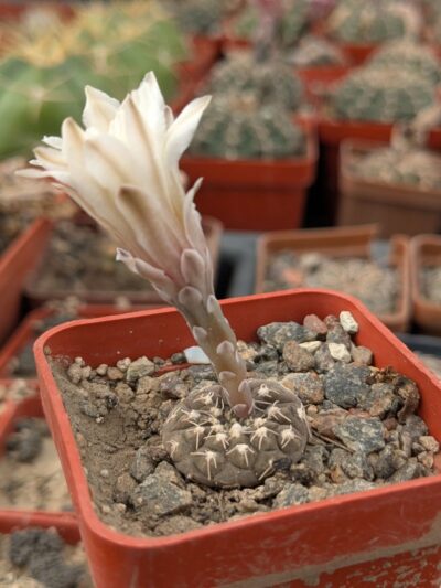 Gymnocalycium ragonesei