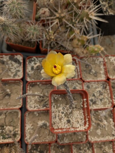 Pterocactus decipiens - Зображення 2