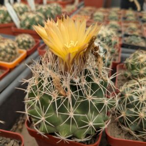 Coryphantha scheeri