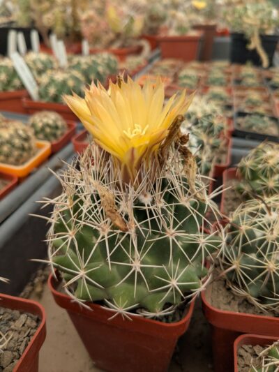Coryphantha scheeri