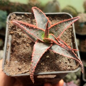 Aloe Christmas Carol