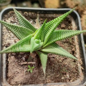 haworthia limifolia