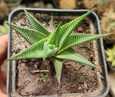 haworthia limifolia