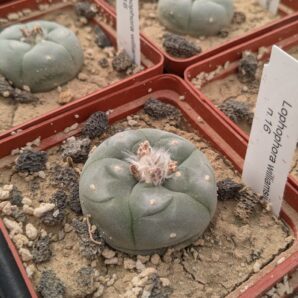 Lophophora williamsii v. texana