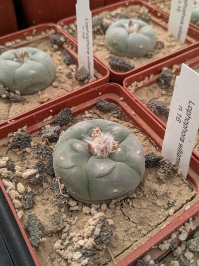 Lophophora williamsii v. texana