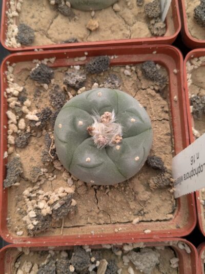 Lophophora williamsii v. texana - Зображення 2