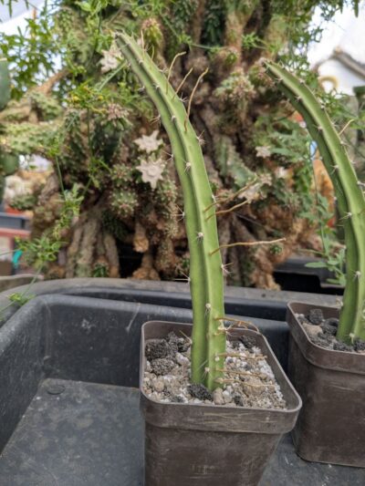 Selenicereus pteranthus - Зображення 3