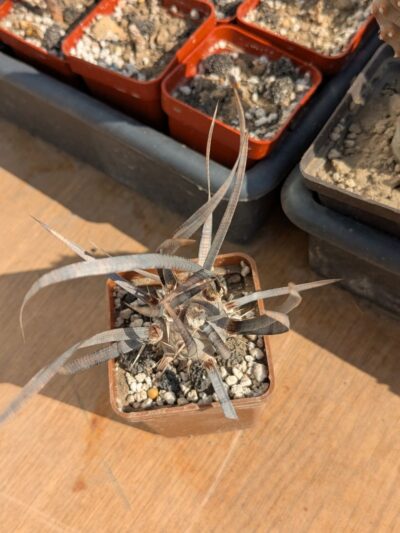 Tephrocactus articulatus - Зображення 2