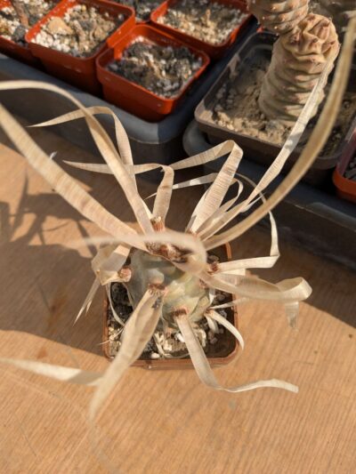 Tephrocactus articulatus var. papyracanthus - Зображення 2