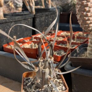 Tephrocactus articulatus