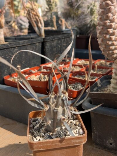 Tephrocactus articulatus