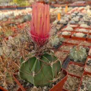 Astrophytum capricorne red flower