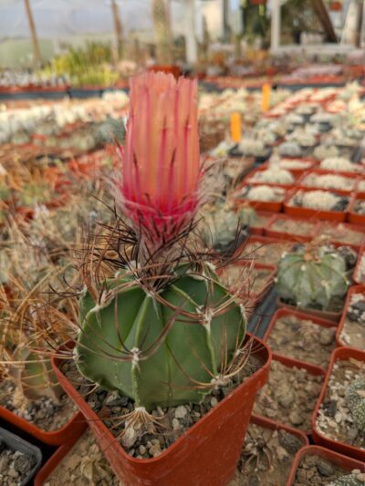 Astrophytum capricorne red flower