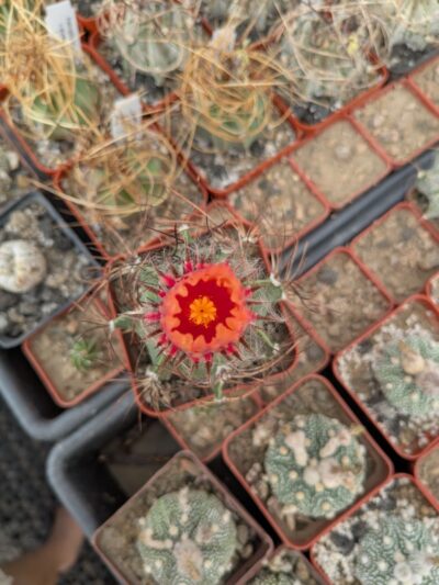 Astrophytum capricorne red flower - Зображення 2