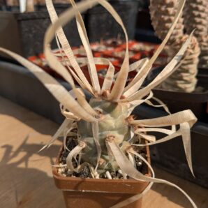 Tephrocactus articulatus var. papyracanthus