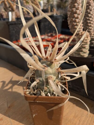 Tephrocactus articulatus var. papyracanthus