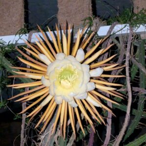 Selenicereus pteranthus
