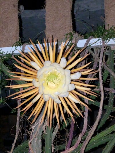 Selenicereus pteranthus
