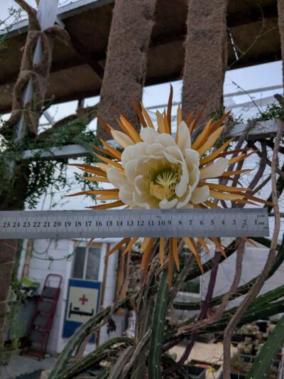 Selenicereus pteranthus - Зображення 2