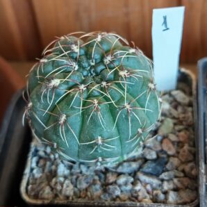 Gymnocalycium baldianum