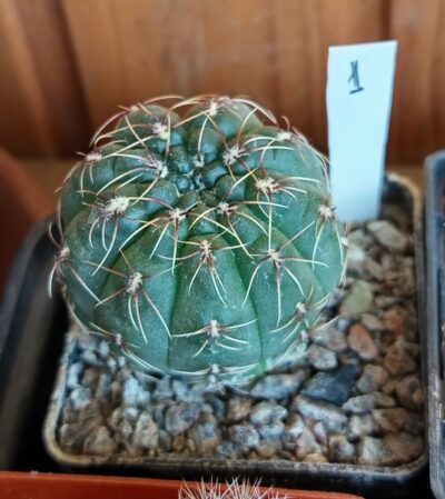 Gymnocalycium baldianum