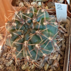 Gymnocalycium baldianum
