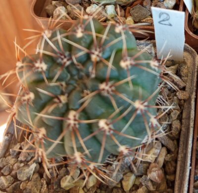 Gymnocalycium baldianum