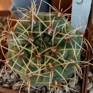 Gymnocalycium baldianum