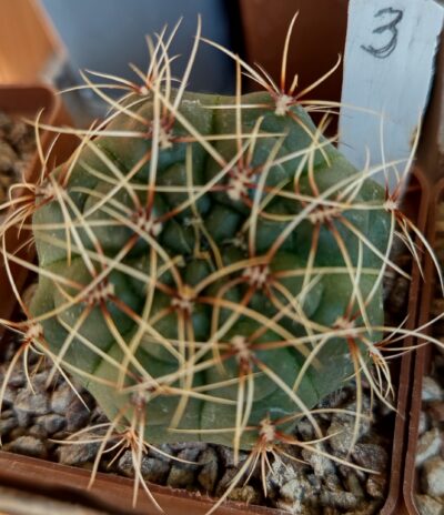 Gymnocalycium baldianum