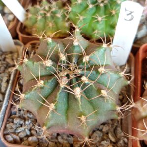 Gymnocalycium anisitsii