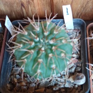 Gymnocalycium vatteri