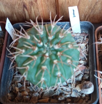 Gymnocalycium vatteri