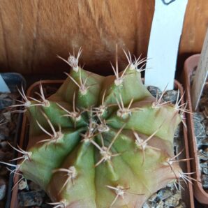 Gymnocalycium anisitsii