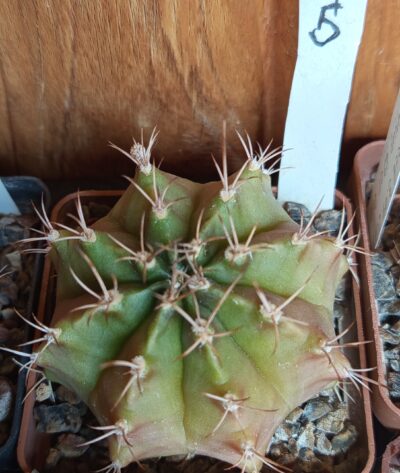 Gymnocalycium anisitsii