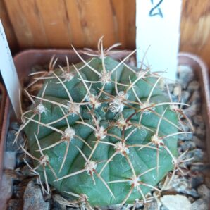 Gymnocalycium vatteri