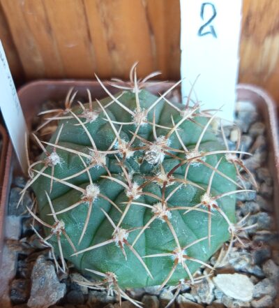 Gymnocalycium vatteri