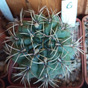 Gymnocalycium baldianum