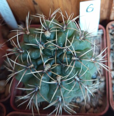 Gymnocalycium baldianum