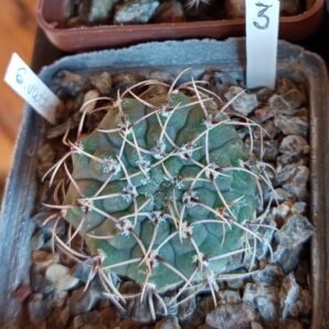 Gymnocalycium vatteri