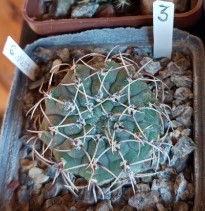 Gymnocalycium vatteri