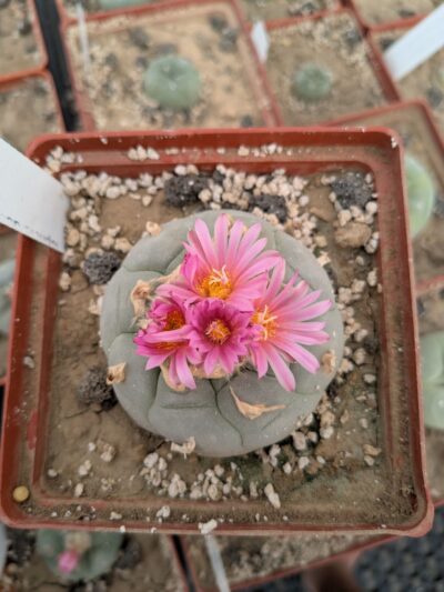 Lophophora decipiens - Зображення 2