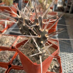 Maihueniopsis platyacantha
