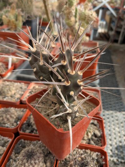 Maihueniopsis darwinii v. hickenii